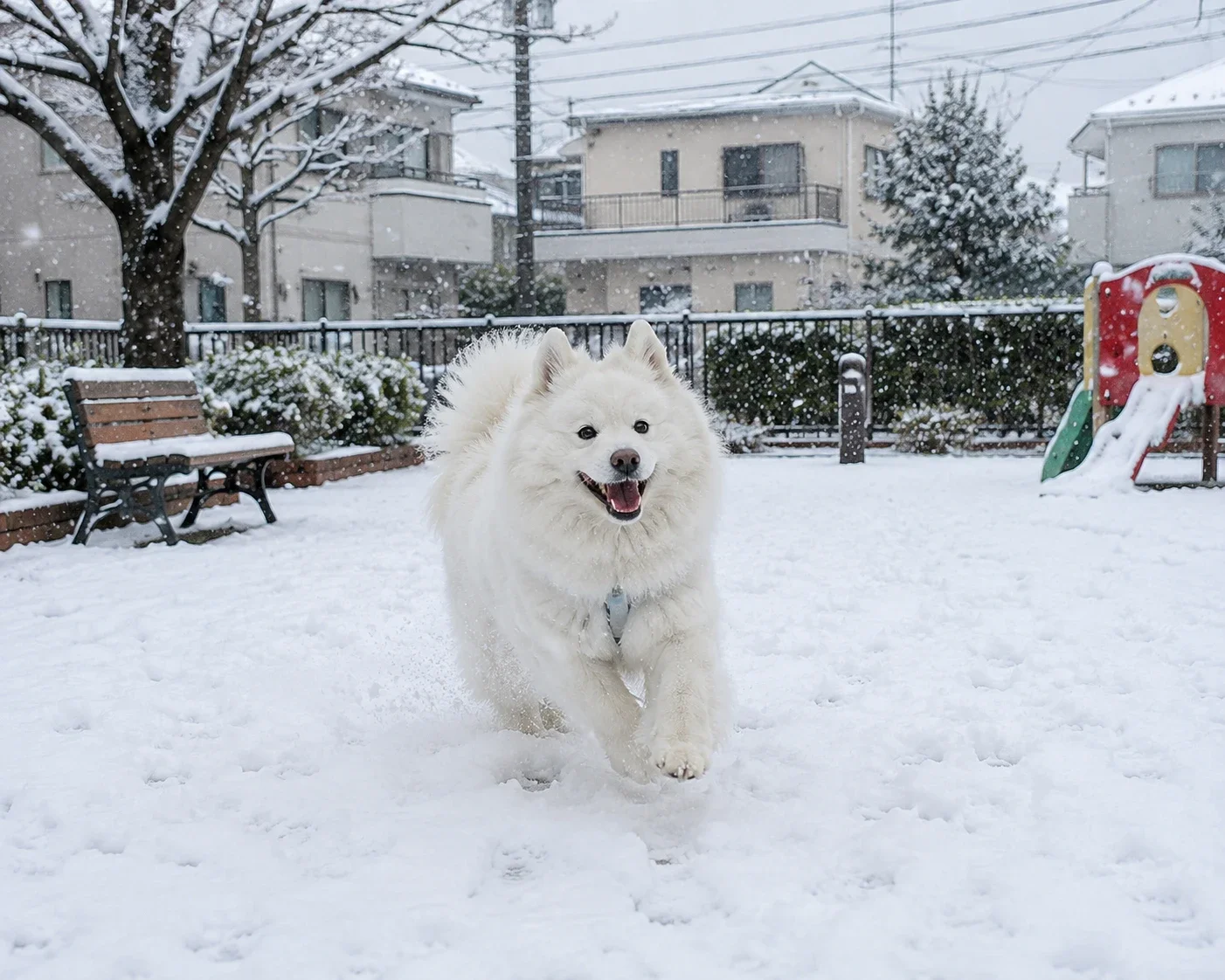 白い犬が白い雪の上を走ると、どこまでが犬かわからない